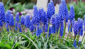 blauwe druifjes