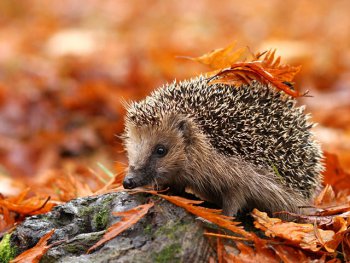 egel herfst