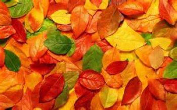 herfst 2