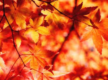 herfstblad