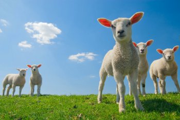 lammetjes