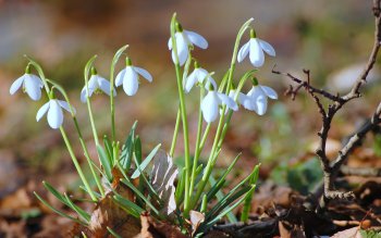 lente wallpaper met witte sneeuwklokjes