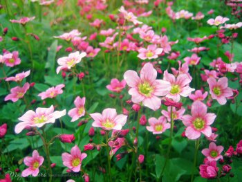 mei bloemen