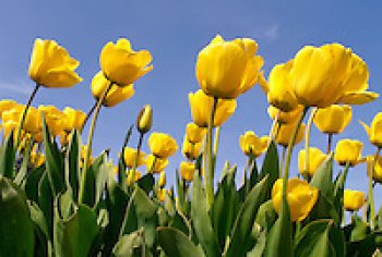 tulpen